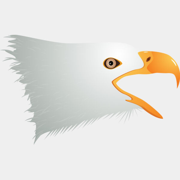 USA America Bald Eagle 5 Thumbnail